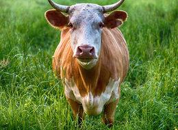 Erdoğan ve Putin arasındaki sohbet ticarete dönüştü! Türkiye, Rusya'dan sığır eti almaya başladı!