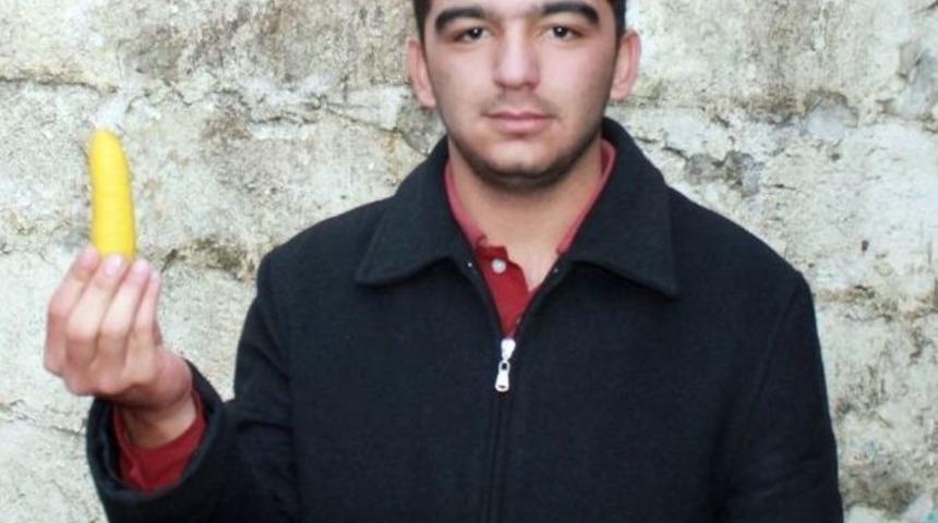 Muz G&ouml;r&uuml;n&uuml;ml&uuml; Limon