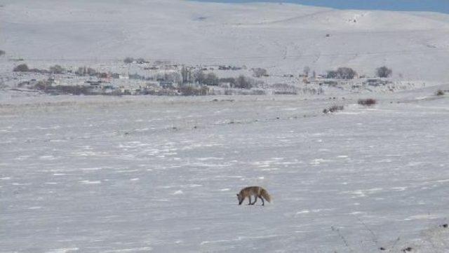 Kars ta A&ccedil; Kalan Tilkiler K&ouml;ye Indi 2
