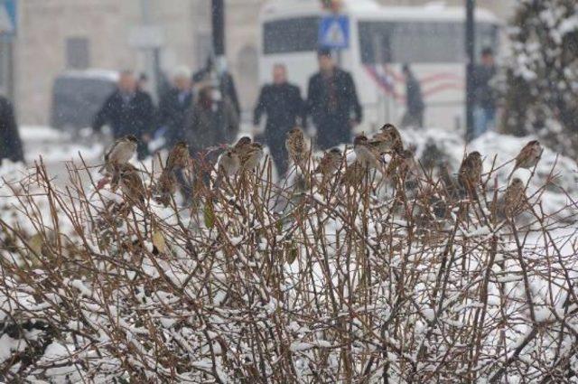 Sivas ta Kar Etkili Oldu 2