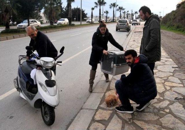 Kaza Yapan Motosikletli Kadın Ve Yanındaki Köpeği Yaralandı