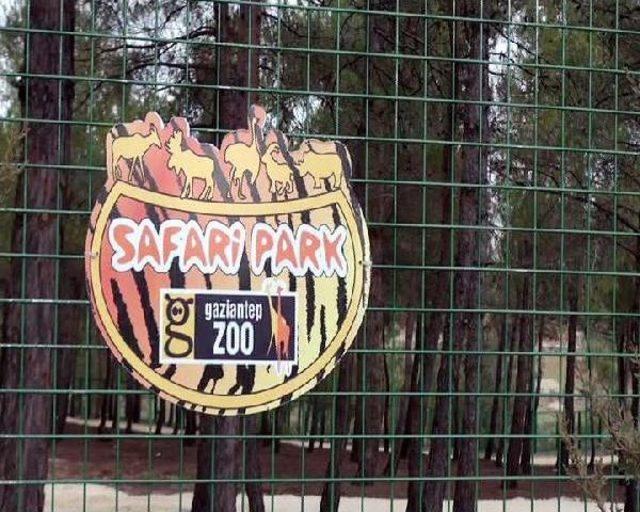 Gaziantep'e 'safari Park' Kuruluyor