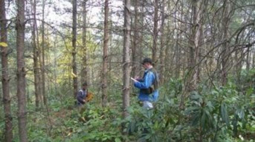 Adana B&ouml;lgede Orman Varlığı Arttı