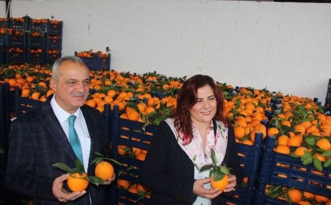 Elde Kalan Portakalları Başkan Aldı, &Ccedil;ift&ccedil;i Bayram Yaptı