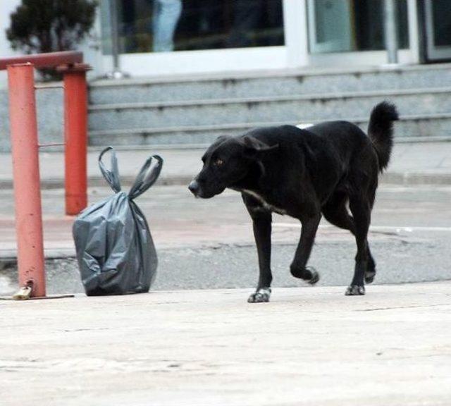 Kaldırımdaki Poşet Panik Yarattı