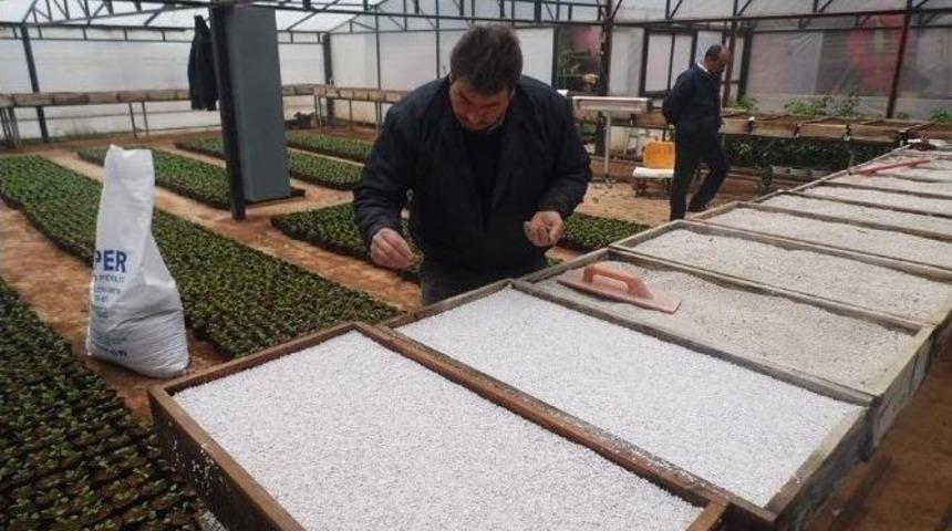 Toroslar Belediyesi&rsquo;nden &rsquo;topraksız Tarım&rsquo; Uygulaması