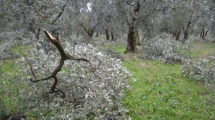Zeytin Ağa&ccedil;ları Baltayla Değil Karla Bu Hale Geldi