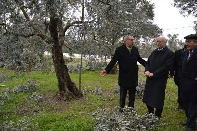 Zeytin Ağaçları Baltayla Değil Karla Bu Hale Geldi