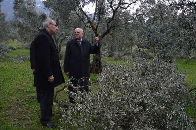 Zeytin Ağaçları Baltayla Değil Karla Bu Hale Geldi