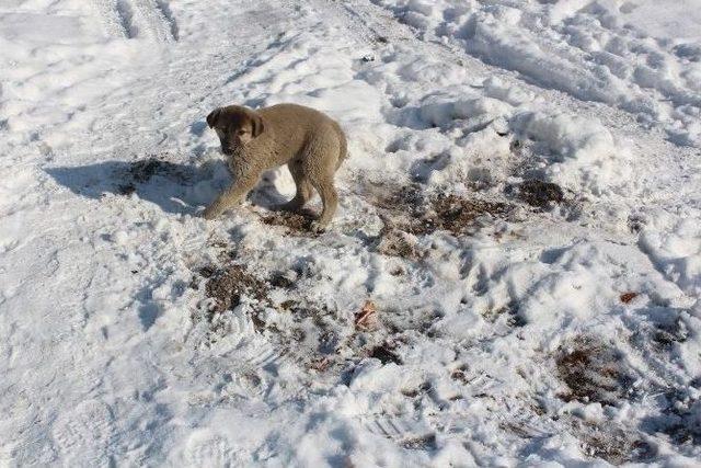 Hakkari’de Soğuk Hava Ve Don