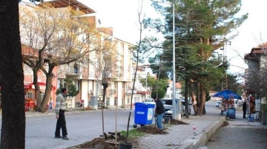 Kuruyan &Ccedil;amların Yerleri Yeniden Ağa&ccedil;landırılıyor