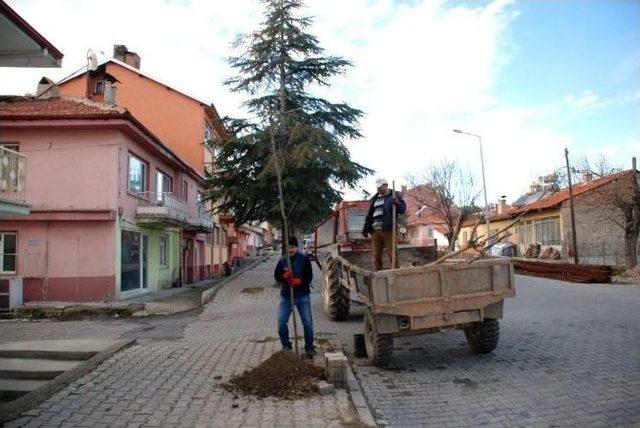 Kuruyan Çamların Yerleri Yeniden Ağaçlandırılıyor