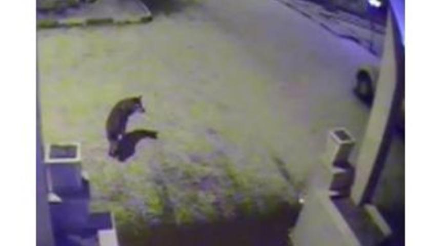 Bayburt&rsquo;ta A&ccedil; Kalan Kurtlar Şehir Merkezine İndi