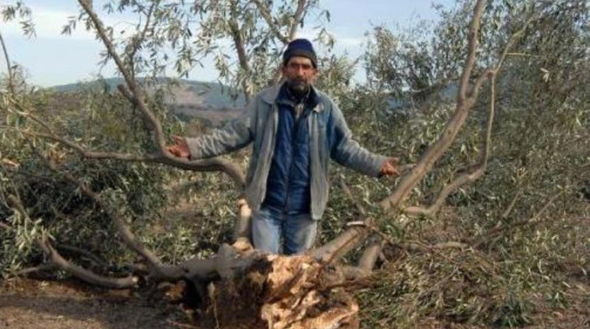 Yırca K&ouml;yl&uuml;leri, 'zeytini Korumayan' Vali Ve Kaymakam I&ccedil;in Yeniden Su&ccedil; Duyurusu Yaptı