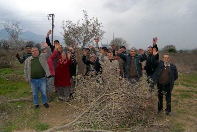 Yırca K&ouml;yl&uuml;leri,  zeytini Korumayan  Vali Ve Kaymakam I&ccedil;in Yeniden Su&ccedil; Duyurusu Yaptı 3