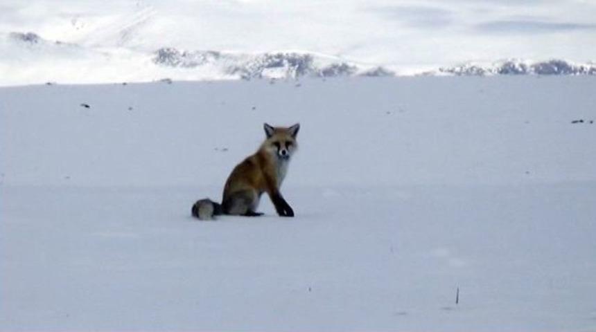 Tilkilerin Av Mesaisi