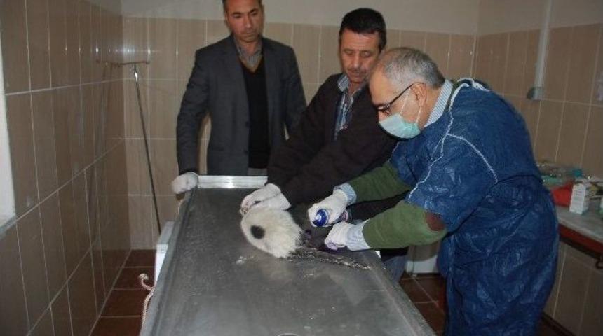 Arabanın &Ccedil;arptığı Kediye Vatandaş Sahip &Ccedil;ıktı