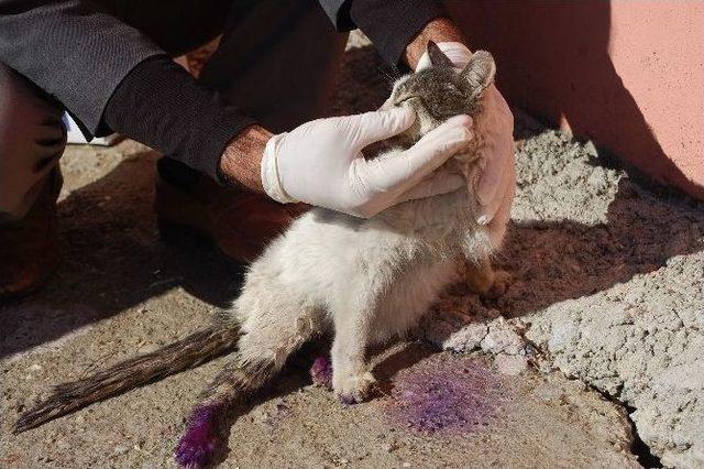 Arabanın &Ccedil;arptığı Kediye Vatandaş Sahip &Ccedil;ıktı 1