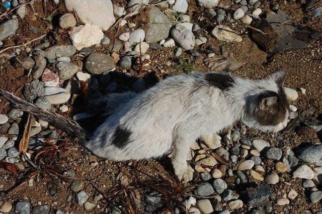 Arabanın &Ccedil;arptığı Kediye Vatandaş Sahip &Ccedil;ıktı 2