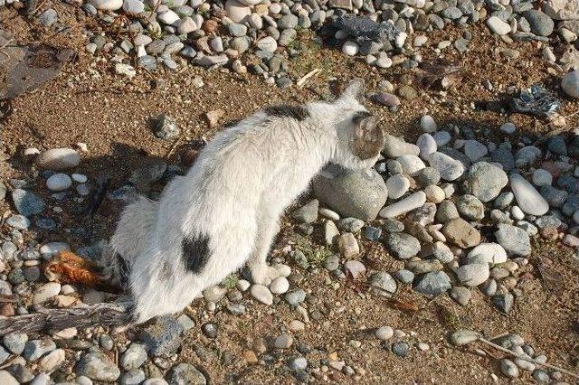 Arabanın &Ccedil;arptığı Kediye Vatandaş Sahip &Ccedil;ıktı 3