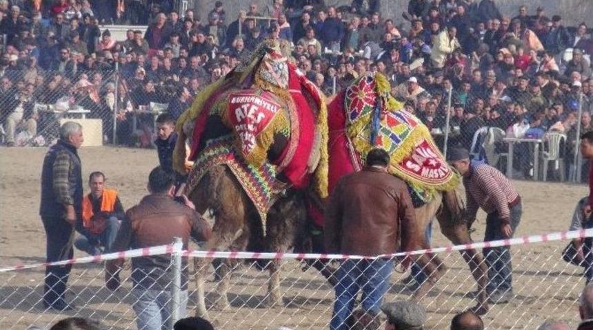 &Ccedil;anakkale&rsquo;de Deve G&uuml;reşleri