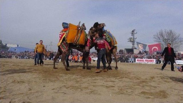 Çanakkale’de Deve Güreşleri