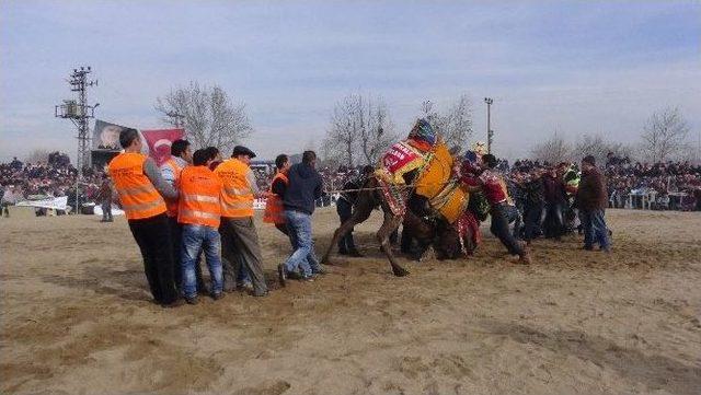 Çanakkale’de Deve Güreşleri