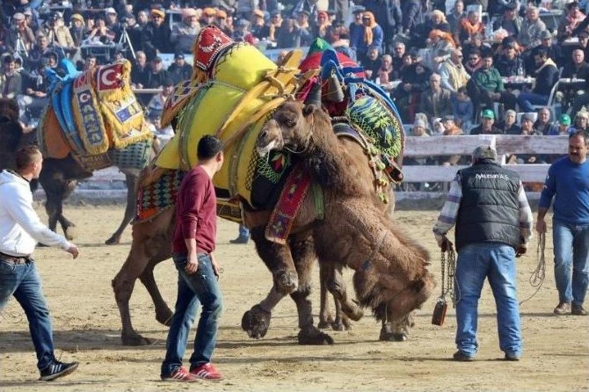 Deve G&uuml;reşi Sevenler Sel&ccedil;uk&rsquo;a Akın Etti