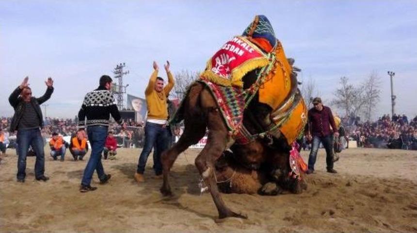 &Ccedil;anakkale'de Develer Kıran Kırana G&uuml;reşti