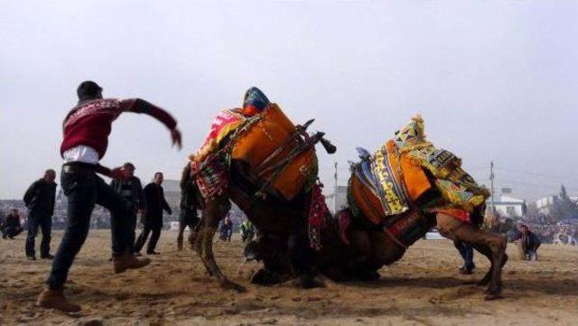 Çanakkale de Develer Kıran Kırana Güreşti 1
