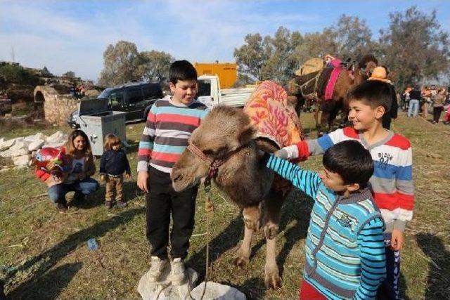 Selçuk'ta Deve Güreşi Heyecanı