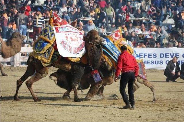 Selçuk'ta Deve Güreşi Heyecanı