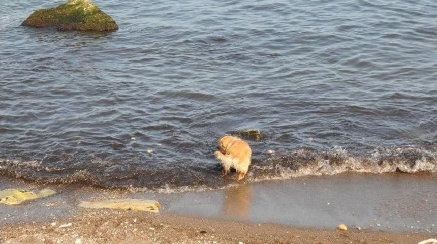 Ak&ccedil;akoca&rsquo;da Bahar Havası