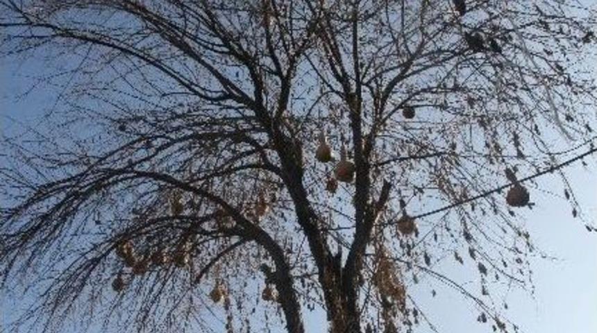 Kilis&rsquo;teki Kabak Ağacı G&ouml;renleri Şaşırtıyor