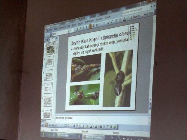 Somalı Zeytin &Uuml;reticileri Uyarıldı 1