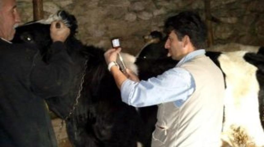 M&uuml;d&uuml;r Ender Muhammed G&uuml;m&uuml;ş: K&uuml;tahya&rsquo;da Şap Aşı Kampanyası Amacına Ulaşmıştır