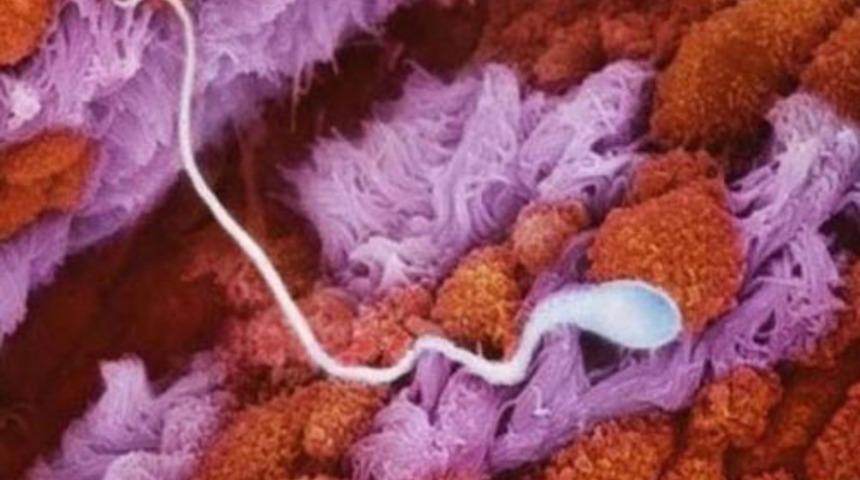 Bebeğin anne karnındaki yolculuğu