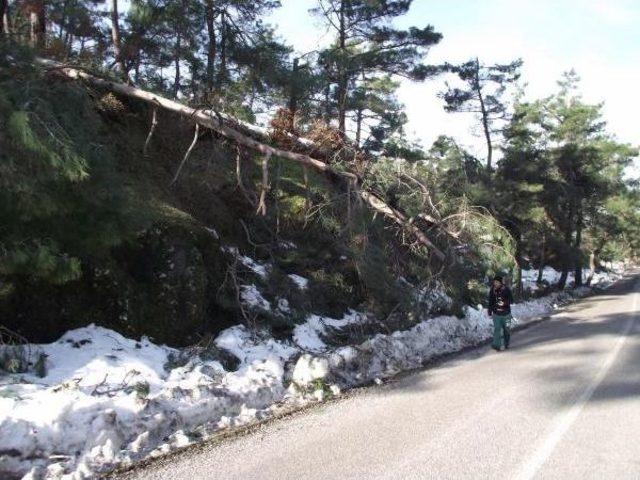 Sındırgı'da Kar Yağışı Ağaçlara Zarar Verdi