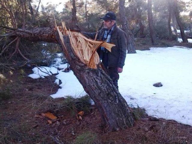 Sındırgı'da Kar Yağışı Ağaçlara Zarar Verdi