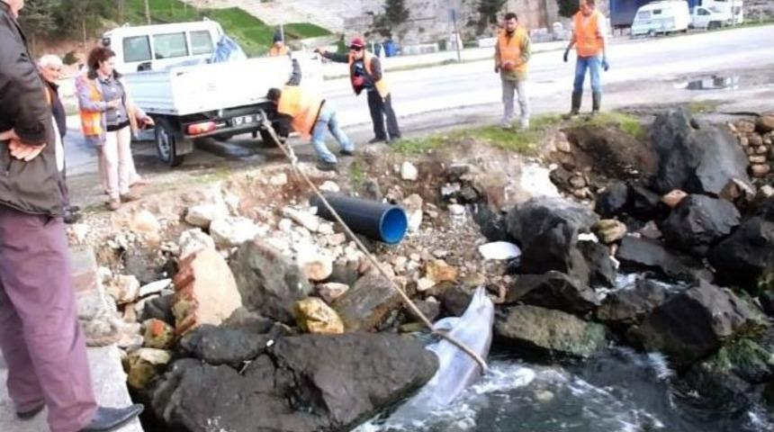 &Ouml;l&uuml; Yunus Balığını Denizden Halatla &Ccedil;ekerek &Ccedil;ıkardılar