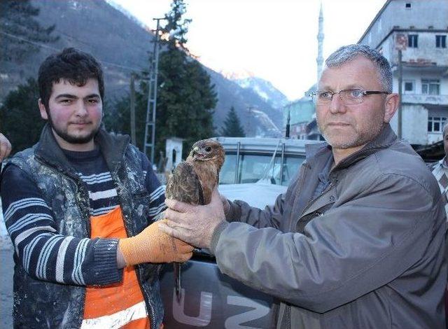 Yaralı Kızıl Şahin’e Köylüler Sahip Çıktı 1