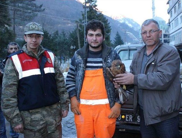 Yaralı Kızıl Şahin’e Köylüler Sahip Çıktı 2