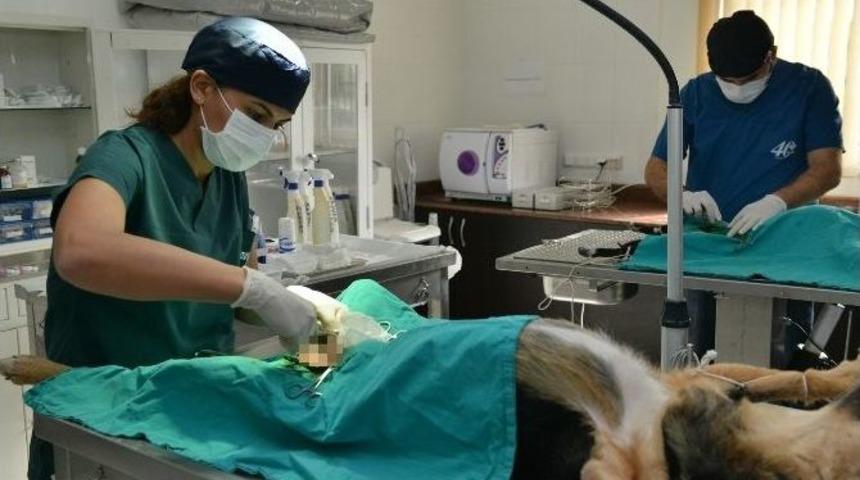 &Ouml;l&uuml;me Terk Edilen Sokak K&ouml;peğinin Yeniden Hayata D&ouml;n&uuml;ş&uuml;