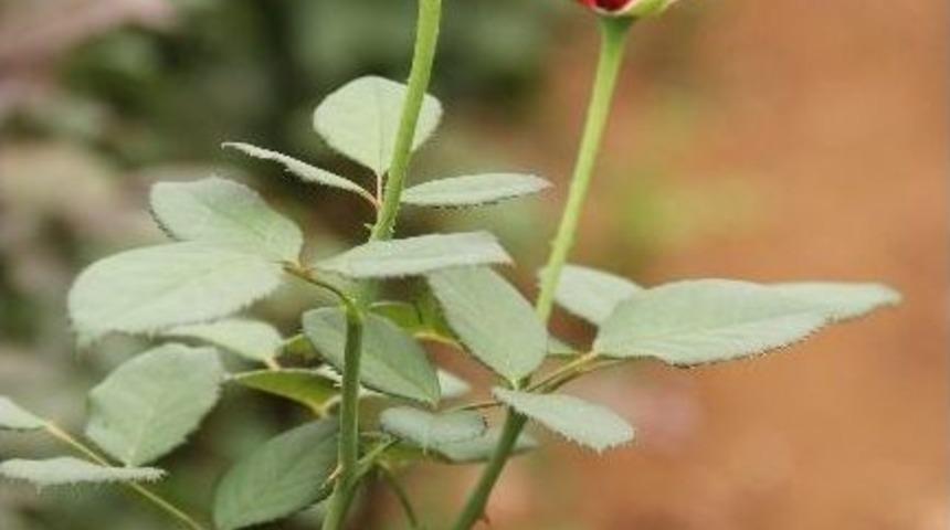 D&ouml;rt Milyon G&uuml;l Sevgililer G&uuml;n&uuml;n&uuml; Bekliyor