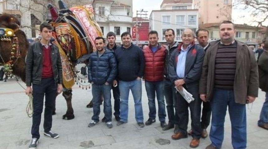 Burhaniye&rsquo;de G&uuml;reş Develeri G&ouml;r&uuml;c&uuml;ye &Ccedil;ıktı