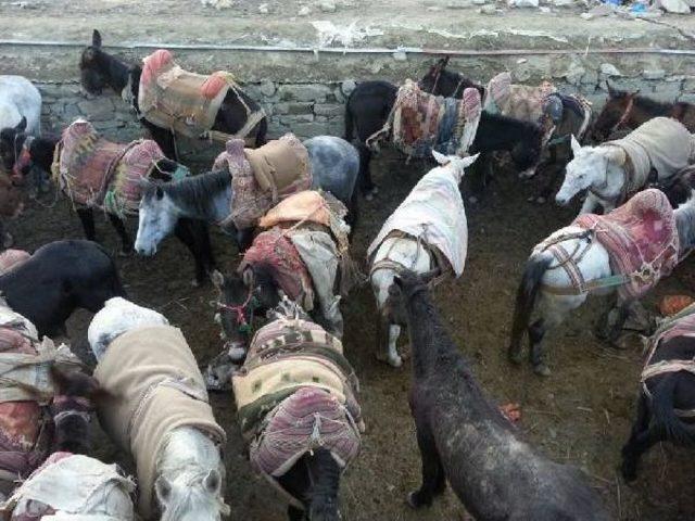 Mahkemenin  itlaf  Kararı Verdiği 97 Katır, İran a Ka&ccedil;mış 1