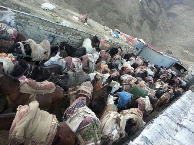 Mahkemenin  itlaf  Kararı Verdiği 97 Katır, İran a Ka&ccedil;mış 3