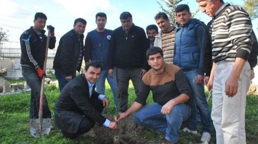B&uuml;y&uuml;kşehir Belediyesi Mezarlara &Ccedil;am Fidanları Dikiyor