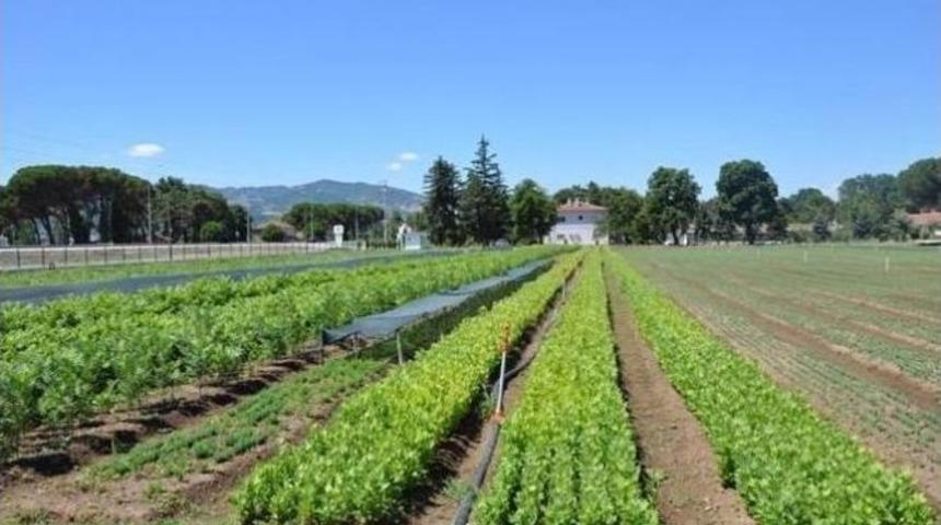 Samsun&rsquo;da 50 Bin Adet Fidan Dikildi