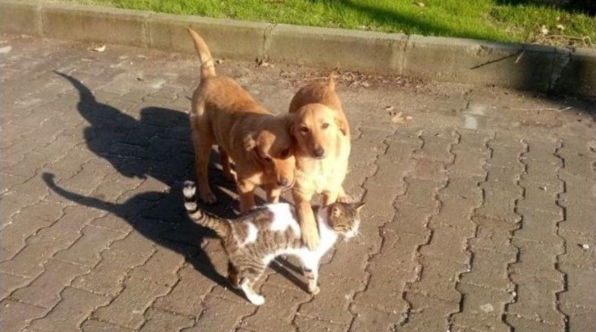 Milas&rsquo;ta Kediler Ve K&ouml;peklerin Şaşırtan Dostluğu